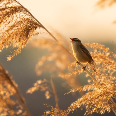 Eurasian,Reed,Warbler,Acrocephalus,Scirpaceus,Bird,Singing,In,Reeds,During