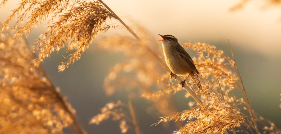 Eurasian,Reed,Warbler,Acrocephalus,Scirpaceus,Bird,Singing,In,Reeds,During